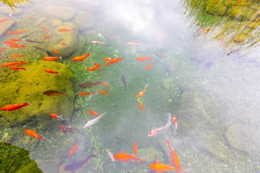 Göldeki renkli balıklar.