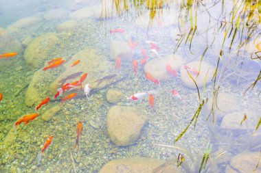 Göldeki renkli balıklar.