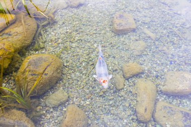 Göldeki renkli balıklar.