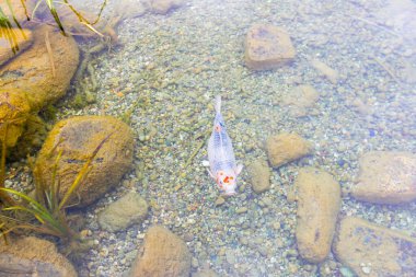 Göldeki renkli balıklar.