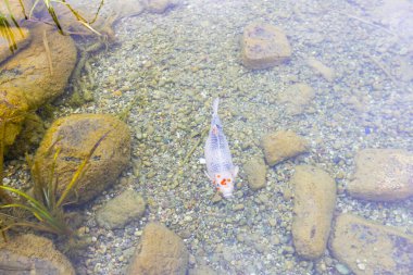 Göldeki renkli balıklar.