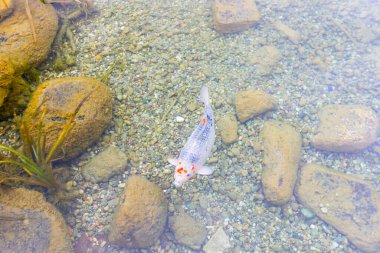 Göldeki renkli balıklar.