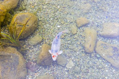 Göldeki renkli balıklar.