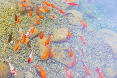 Göldeki renkli balıklar.