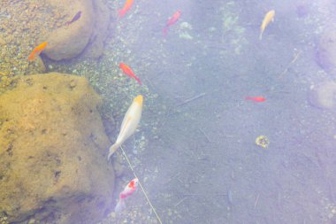 Göldeki renkli balıklar.