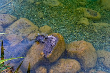 Göldeki renkli balıklar.