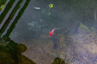 Göldeki renkli balıklar.
