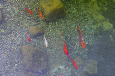 Göldeki renkli balıklar.