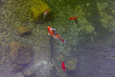 Göldeki renkli balıklar.