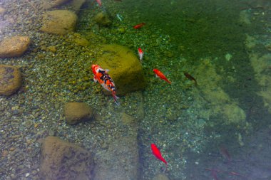 Göldeki renkli balıklar.