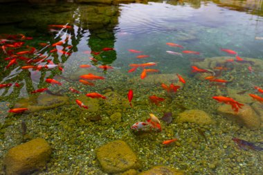 Göldeki renkli balıklar.