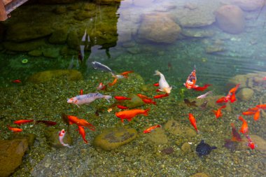 Göldeki renkli balıklar.