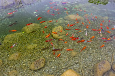 Göldeki renkli balıklar.