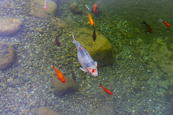 Colorful fish in the lake.