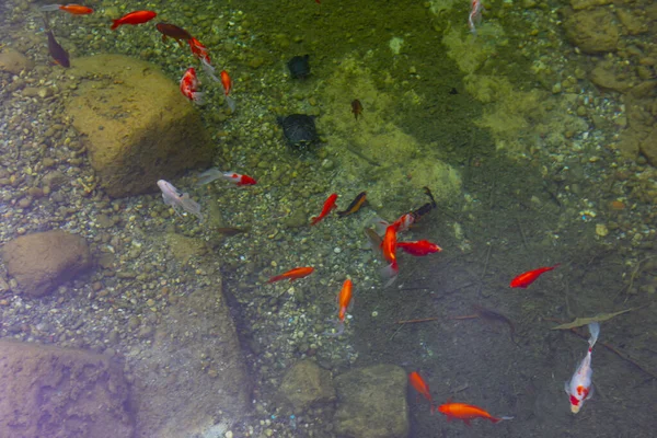 湖中五彩斑斓的鱼 — 图库照片
