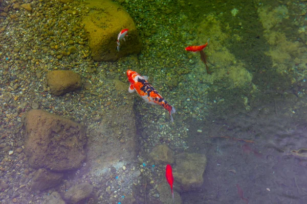 湖中五彩斑斓的鱼 — 图库照片