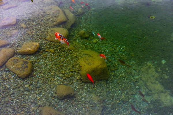 호수에 물고기들 — 스톡 사진