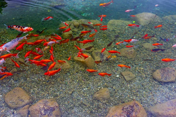 Peces Colores Lago —  Fotos de Stock