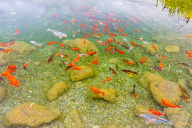 Göldeki renkli balıklar.