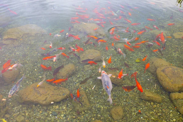 Peixes Coloridos Lago — Fotografia de Stock