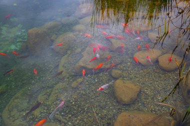 Sonbahar. Belgrad Ormanı, İstanbul, Türkiye 'deki Old Barrage