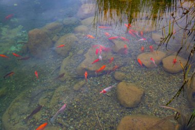 Sonbahar. Belgrad Ormanı, İstanbul, Türkiye 'deki Old Barrage