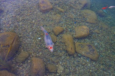 Sonbahar. Belgrad Ormanı, İstanbul, Türkiye 'deki Old Barrage