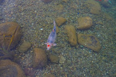 Sonbahar. Belgrad Ormanı, İstanbul, Türkiye 'deki Old Barrage