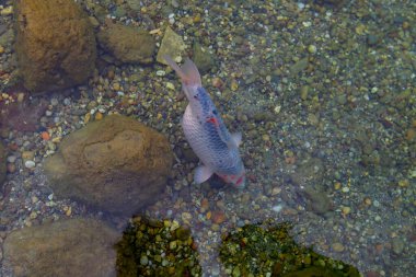 Sonbahar. Belgrad Ormanı, İstanbul, Türkiye 'deki Old Barrage
