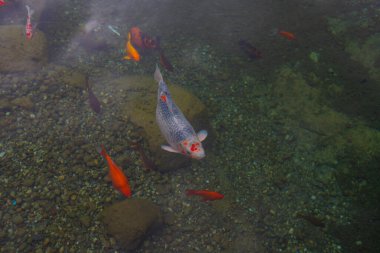 Sonbahar. Belgrad Ormanı, İstanbul, Türkiye 'deki Old Barrage