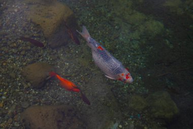 Sonbahar. Belgrad Ormanı, İstanbul, Türkiye 'deki Old Barrage