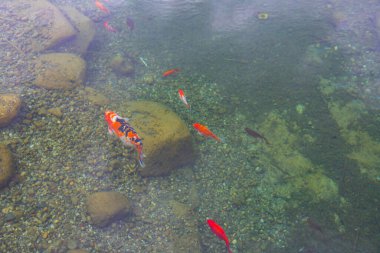 Sonbahar. Belgrad Ormanı, İstanbul, Türkiye 'deki Old Barrage