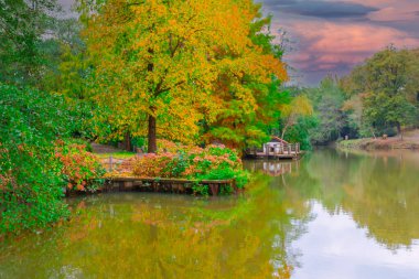 İstanbul 'un Sariyer ilçesinde Atatürk Ağacı