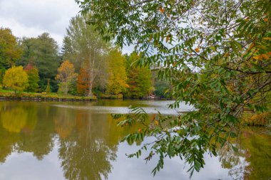 İstanbul 'un Sariyer ilçesinde Atatürk Ağacı