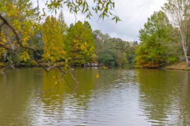 İstanbul 'un Sariyer ilçesinde Atatürk Ağacı