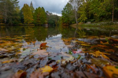 İstanbul 'un Sariyer ilçesinde Atatürk Ağacı