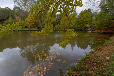 İstanbul 'un Sariyer ilçesinde Atatürk Ağacı