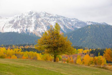 Karcal Dağları veya Karacal Dağı, Artvin sınırları içinde Türkiye 'nin kuzeydoğu ucunda yer alan bir sıradağdır..