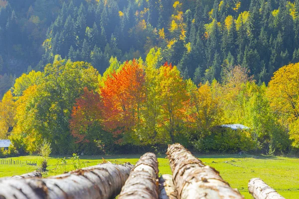 Savsat地区の秋のシーズン トルコのアルヴィン Yavuzkoy高原から美しい秋の風景 雪の山を背景にしたカラフルな自然風景 — ストック写真