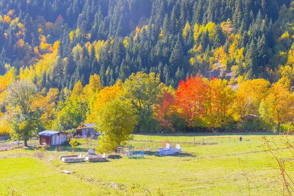 萨瓦萨区 阿尔特文 土耳其 Yavuzkoy高原美丽的秋天风景 多彩的自然景观 雪山背景 — 图库照片