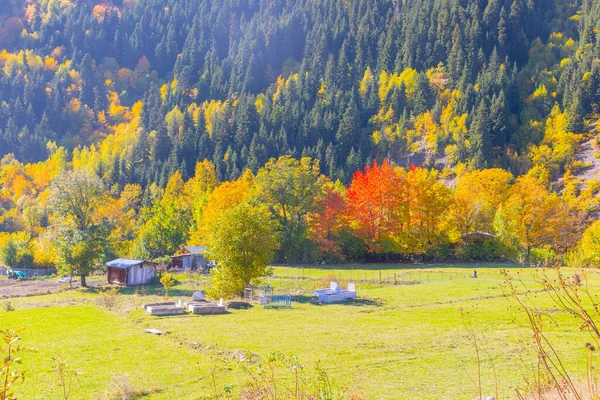 萨瓦萨区 阿尔特文 土耳其 Yavuzkoy高原美丽的秋天风景 多彩的自然景观 雪山背景 — 图库照片