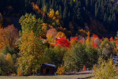 Artvin 'in Borcka ilçesine bağlı Maahel, Karal Dağları eteklerinde yer alan bir vadidir. Bölge, Rusya ile Türkiye arasında 1921 yılında imzalanan sınır anlaşmasıyla şu anki şeklini aldı.