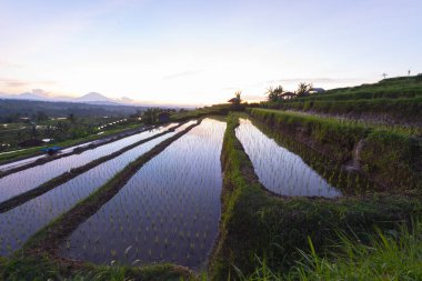 Dağlar, gündoğumu, Bali Endonezya pirinç terasları