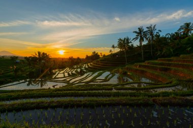 Dağlar, gündoğumu, Bali Endonezya pirinç terasları