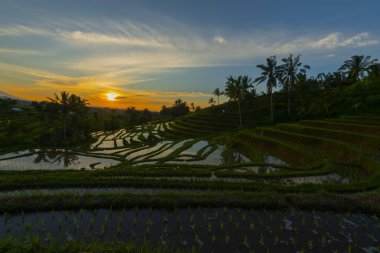 Dağlar, gündoğumu, Bali Endonezya pirinç terasları