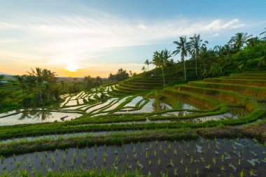 Dağlar, gündoğumu, Bali Endonezya pirinç terasları