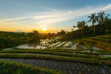 Dağlar, gündoğumu, Bali Endonezya pirinç terasları