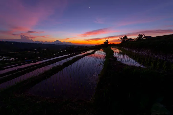 Rijstvelden Bergen Bij Zonsopgang Bali Indonesië — Stockfoto