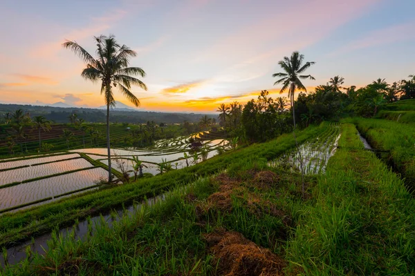 Рисовые Террасы Горах Восходе Солнца Бали Индонезия — стоковое фото