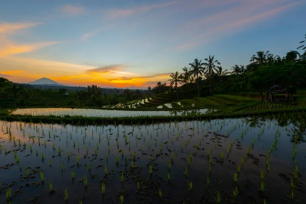 Рисовые Террасы Горах Восходе Солнца Бали Индонезия — стоковое фото
